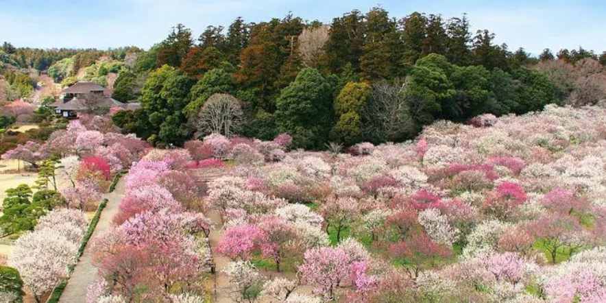 《おすすめ情報！緊急発売！》<br>3/5(木)、3/9(月)<br>水戸偕楽園の梅まつり＆人気のステーキ丼の昼食付（日帰り）